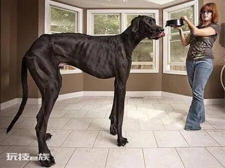体型最大的狗排行榜前十名(世界上最大的犬种有多高)-图片1